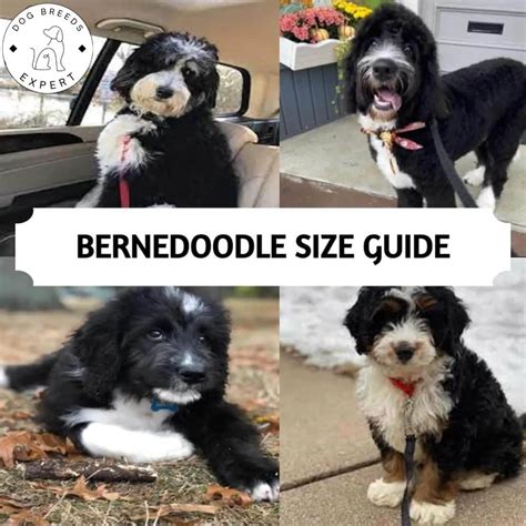 standard bernedoodle growth chart|Bernedoodle Size Chart With 63,000